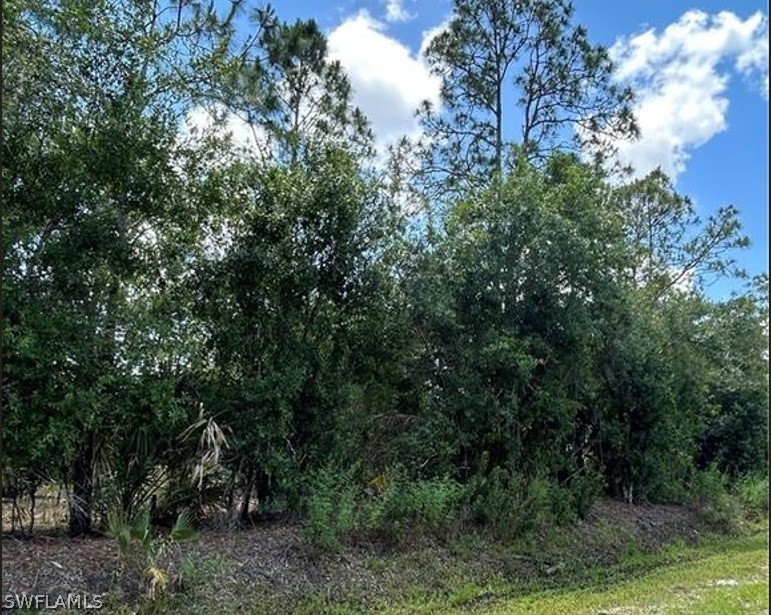 a view of a forest with trees in the background