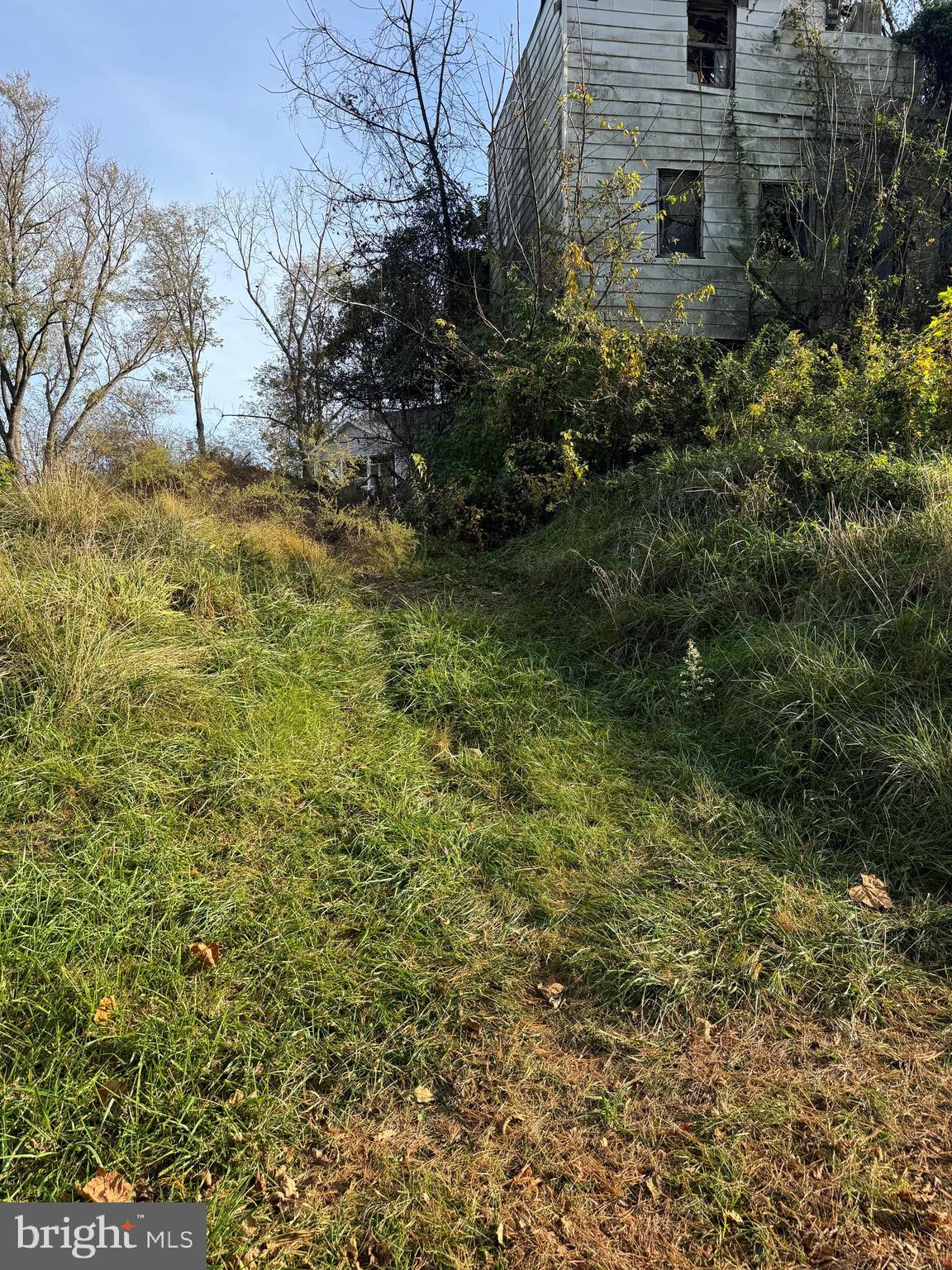 a view of a yard with plants and trees