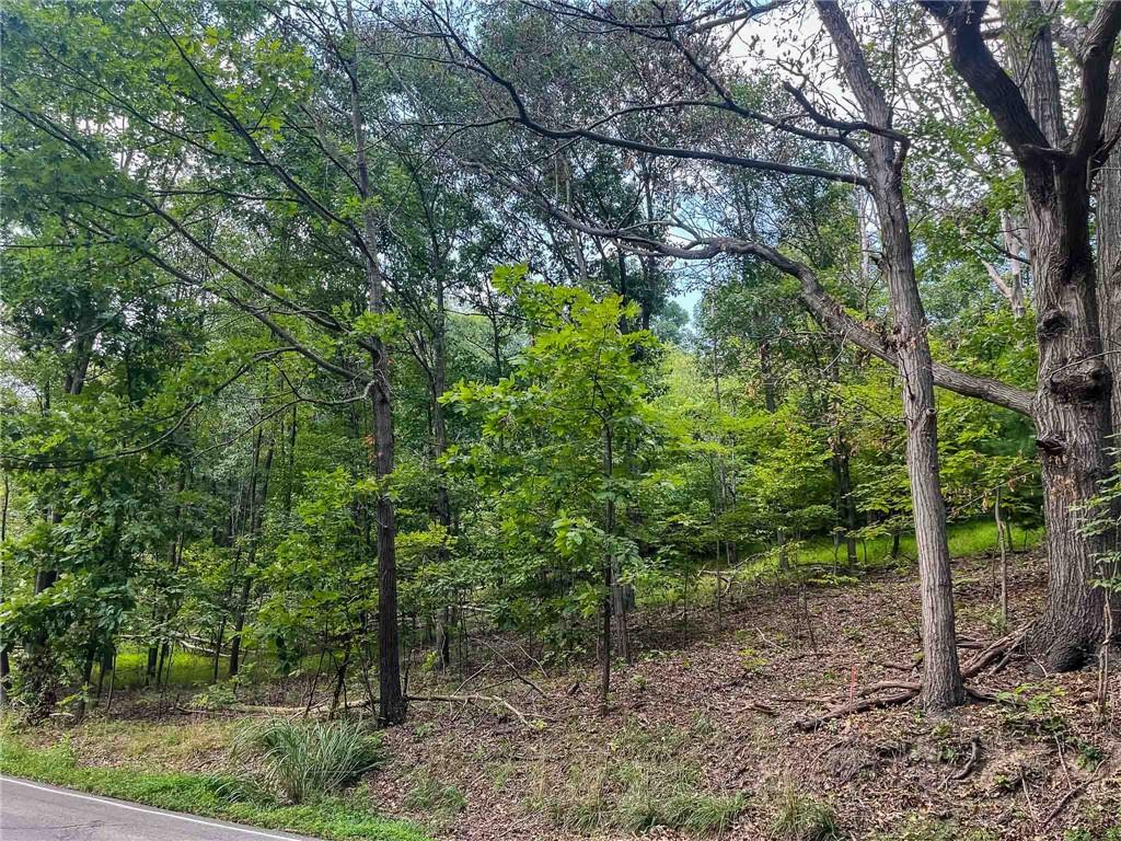 a view of a forest that has large trees