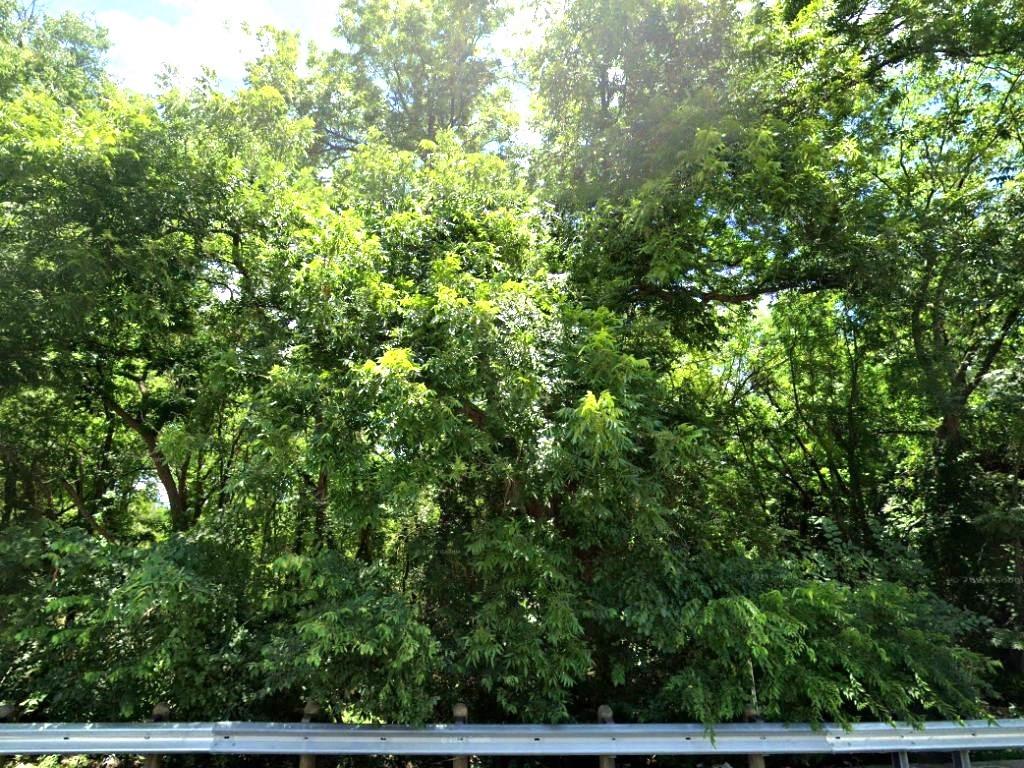 a view of a lush green forest