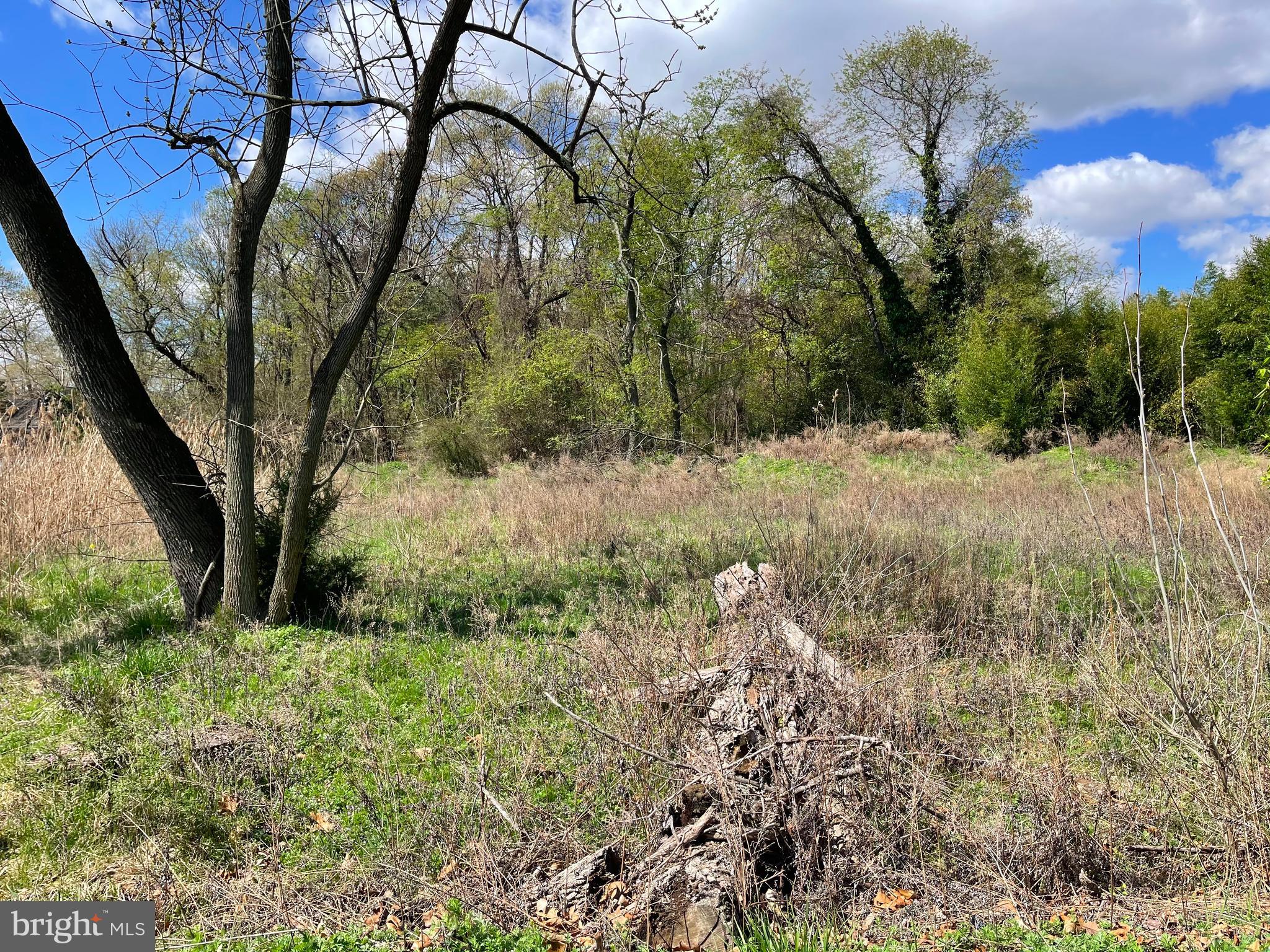 a view of a yard with large trees