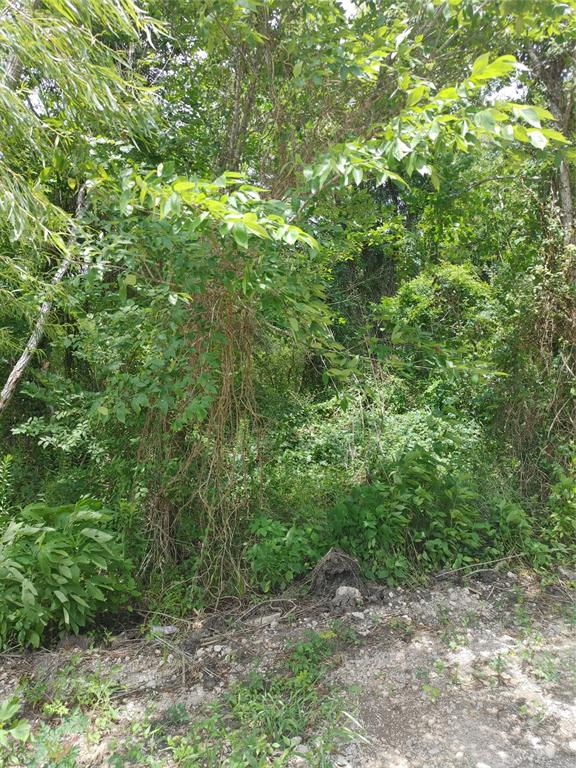 a view of a lush green forest