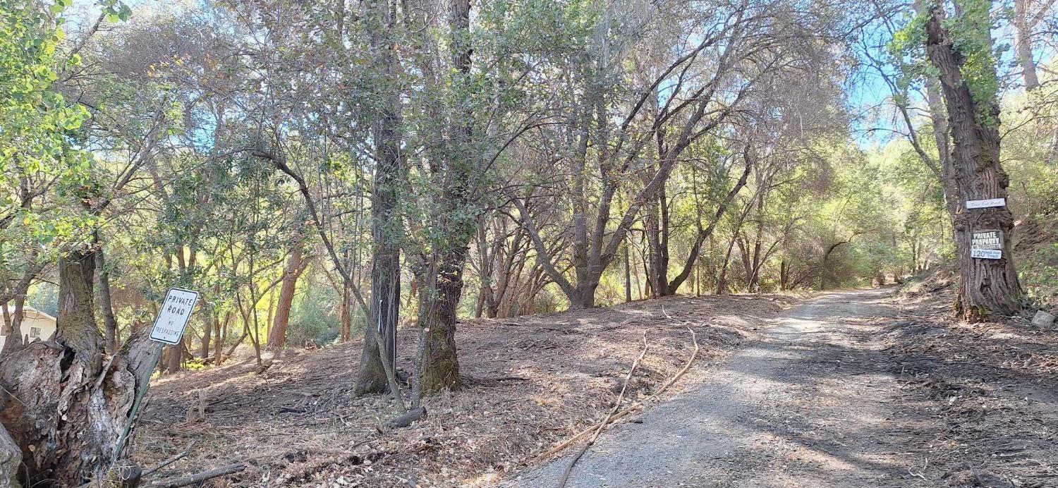 a view of a trees with a tree