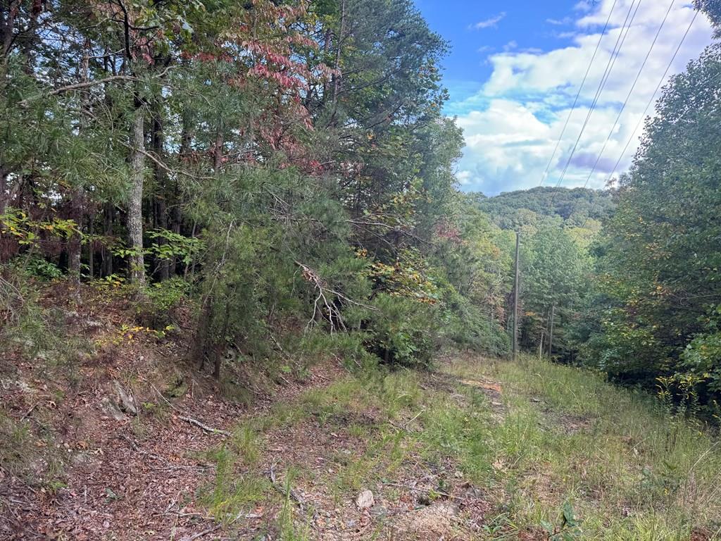 a view of a forest with trees in the background