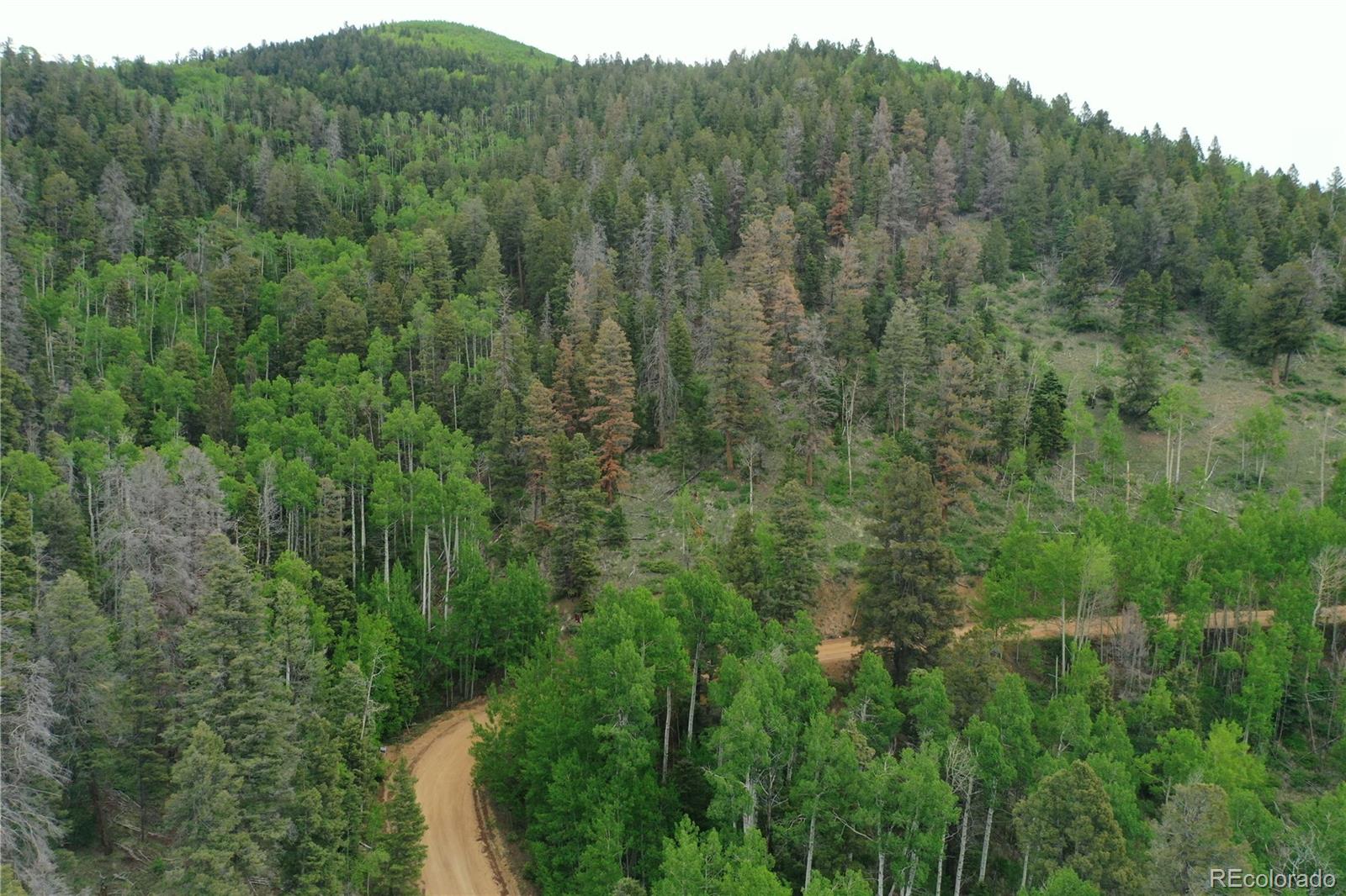 a view of a forest with a street