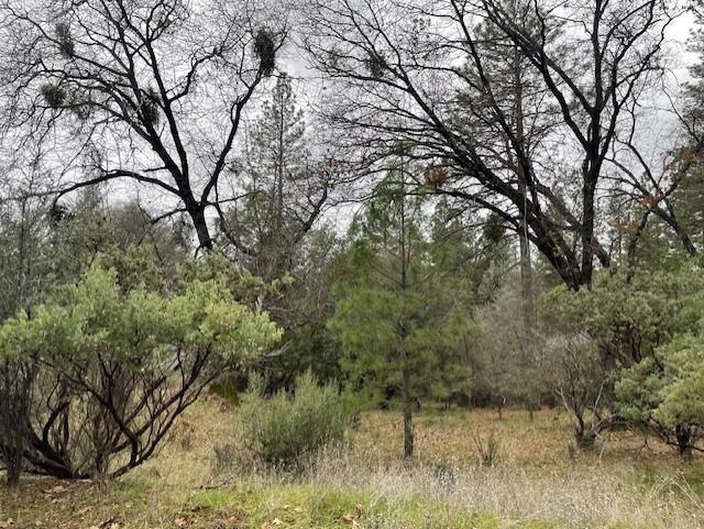 a view of a forest