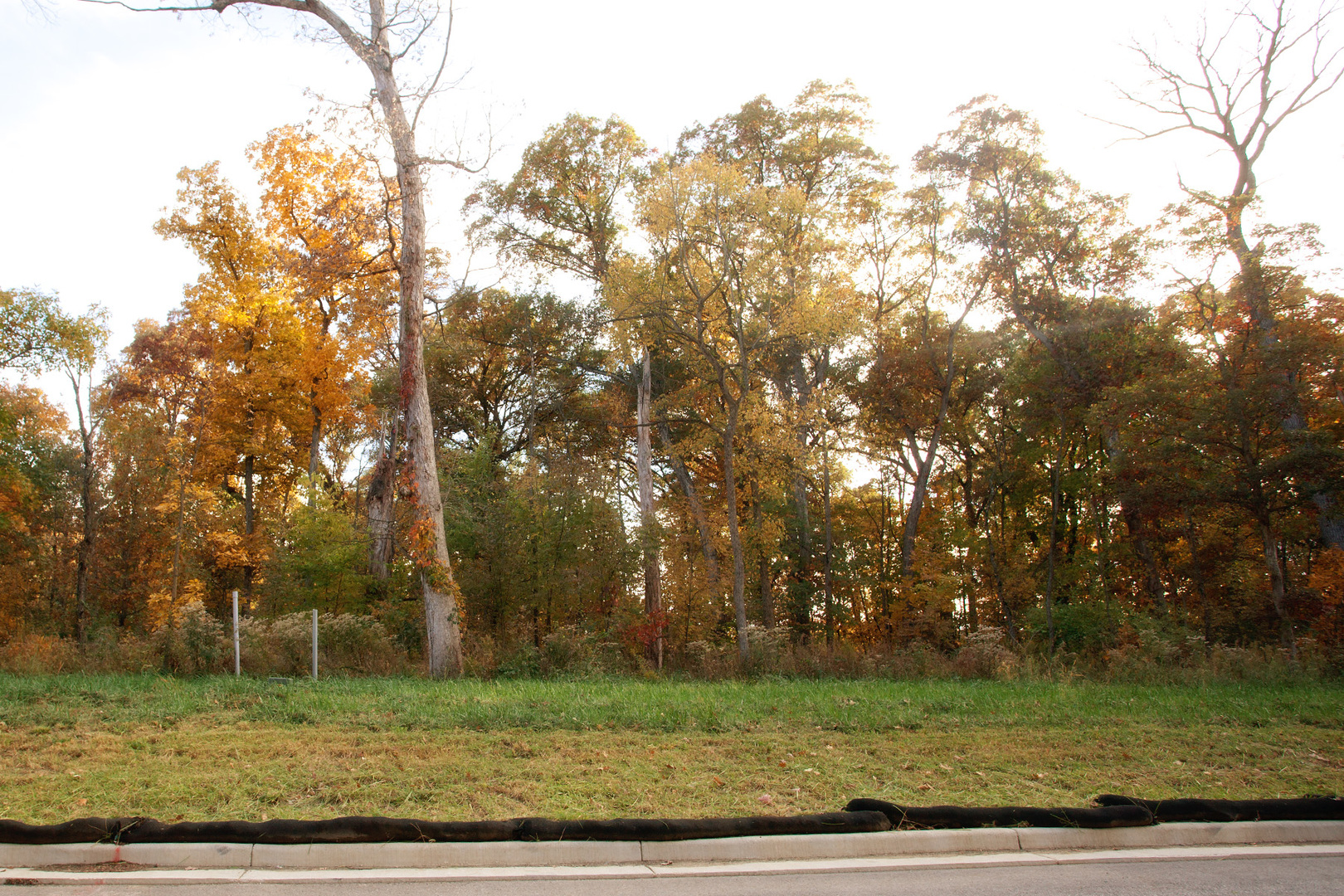 a view of a yard