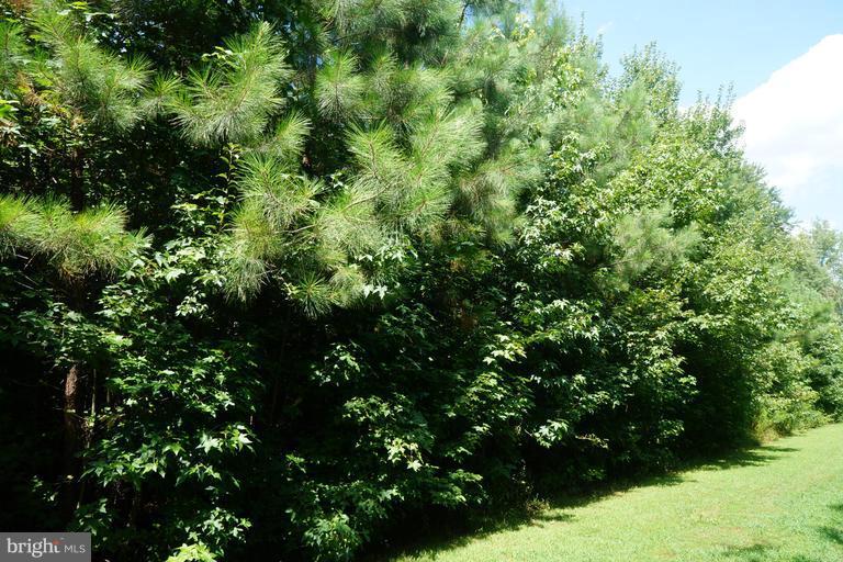 a view of a lush green forest