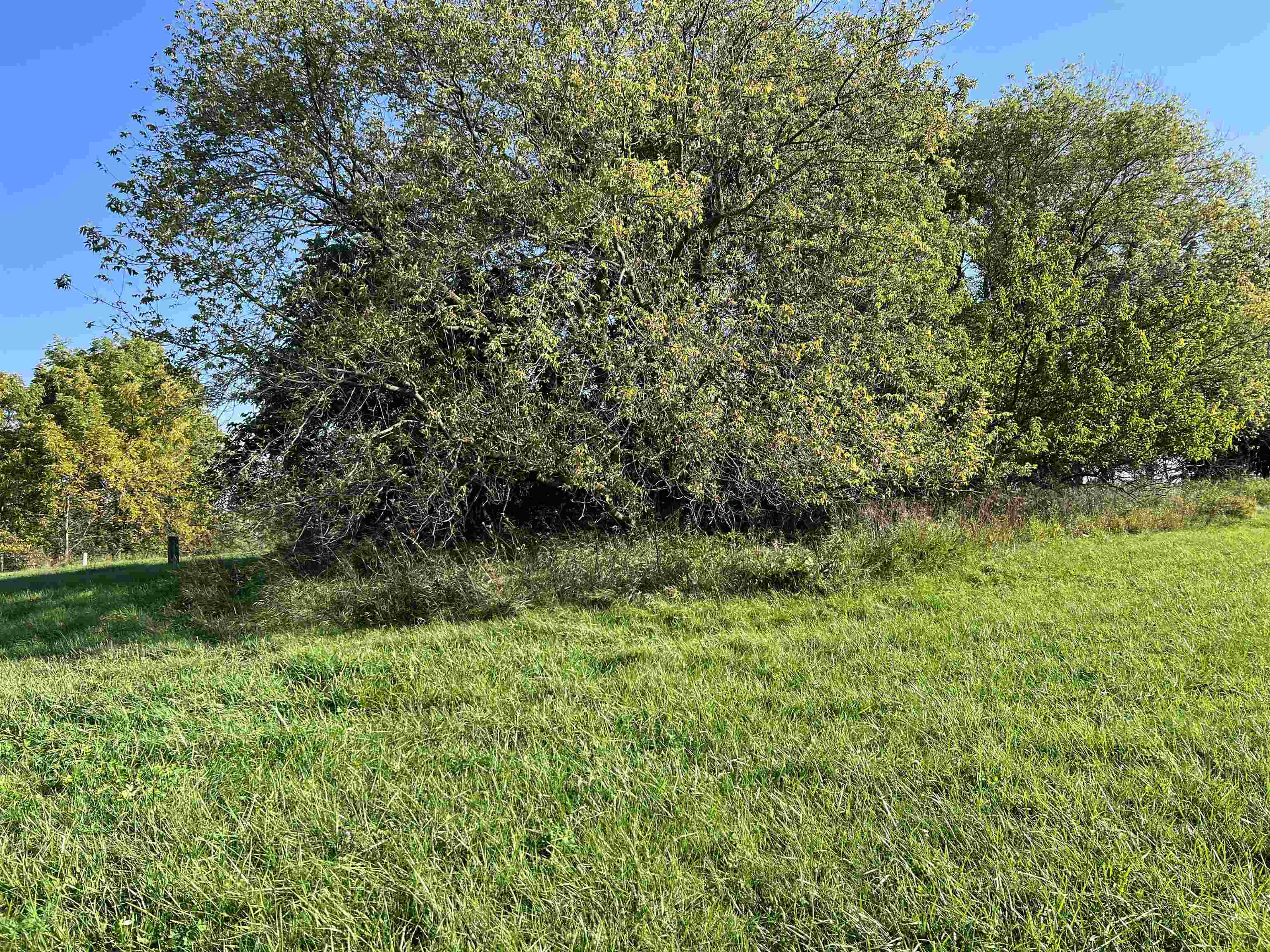 a view of a lush green space