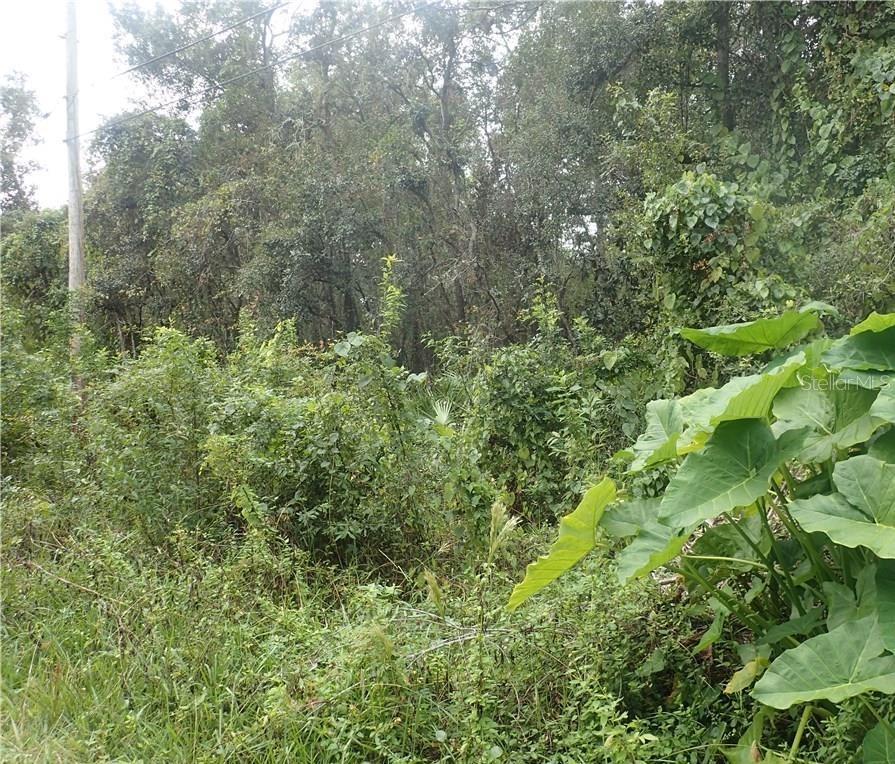 a view of a lush green forest