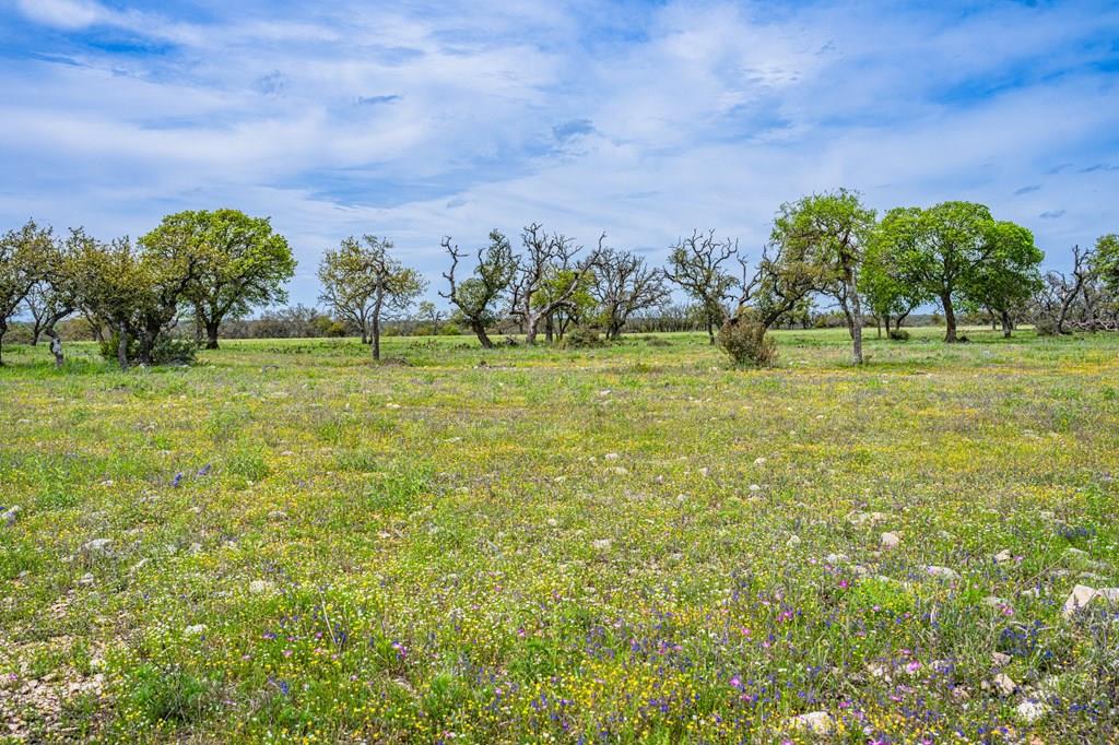 a view of a yard with an trees and plants