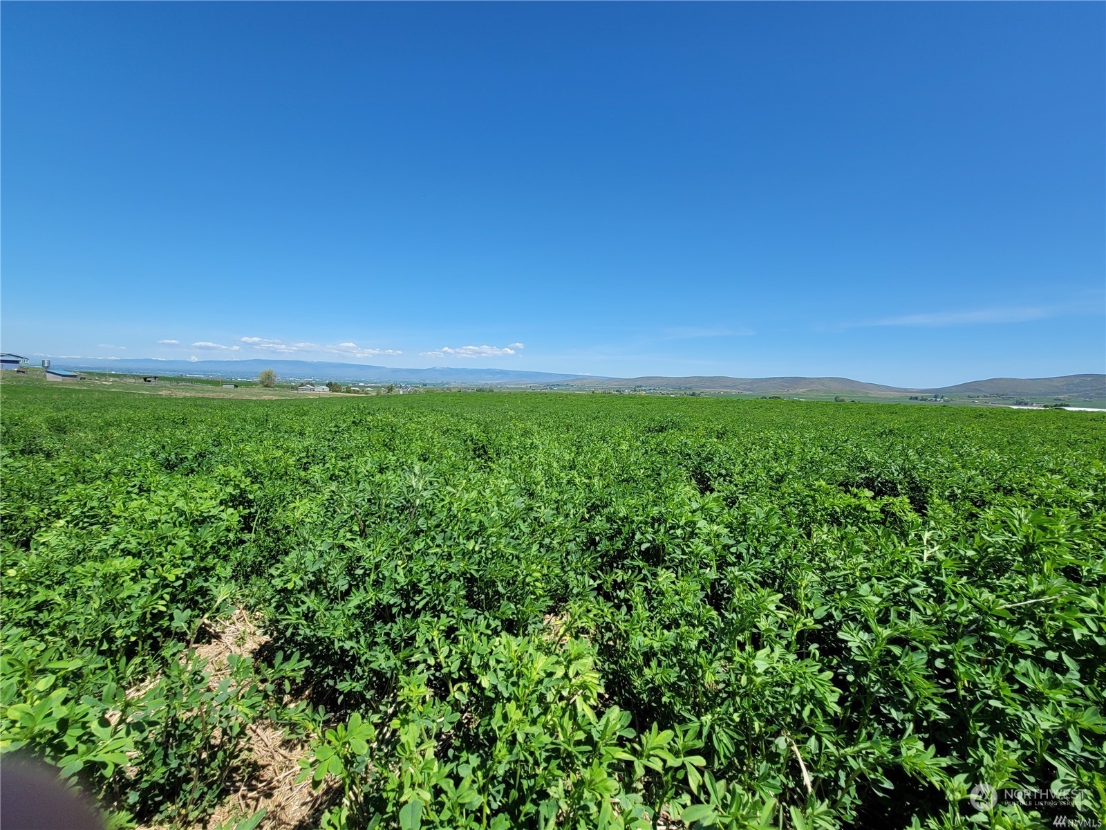 a view of a green field with lots of bushes