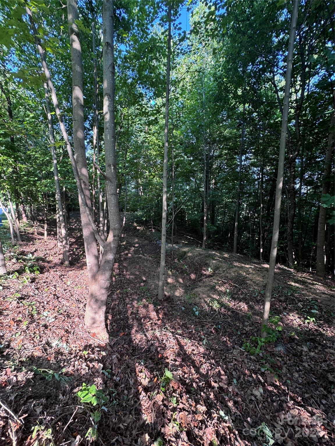 a view of a forest with trees in the background