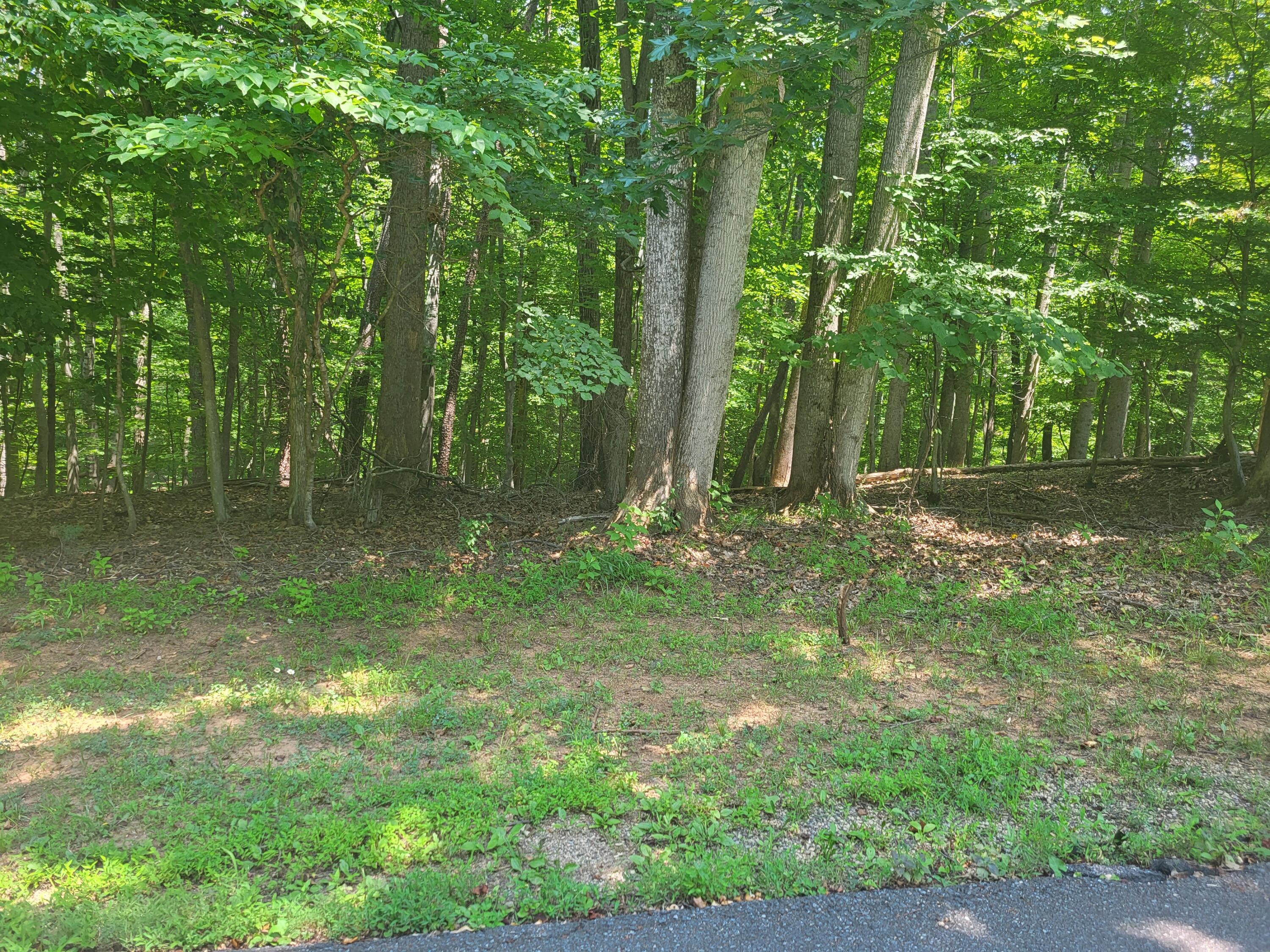 a backyard of a house with lots of green space and trees in the back