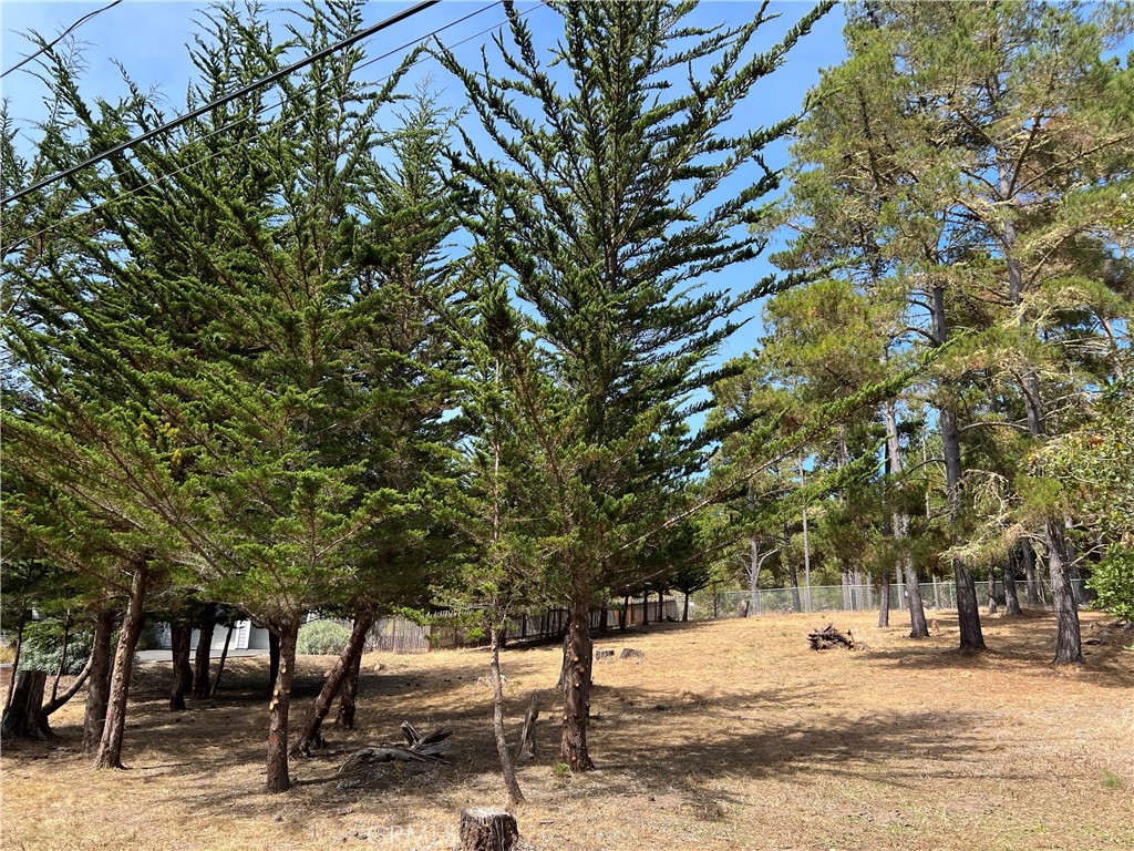 a street view with large trees