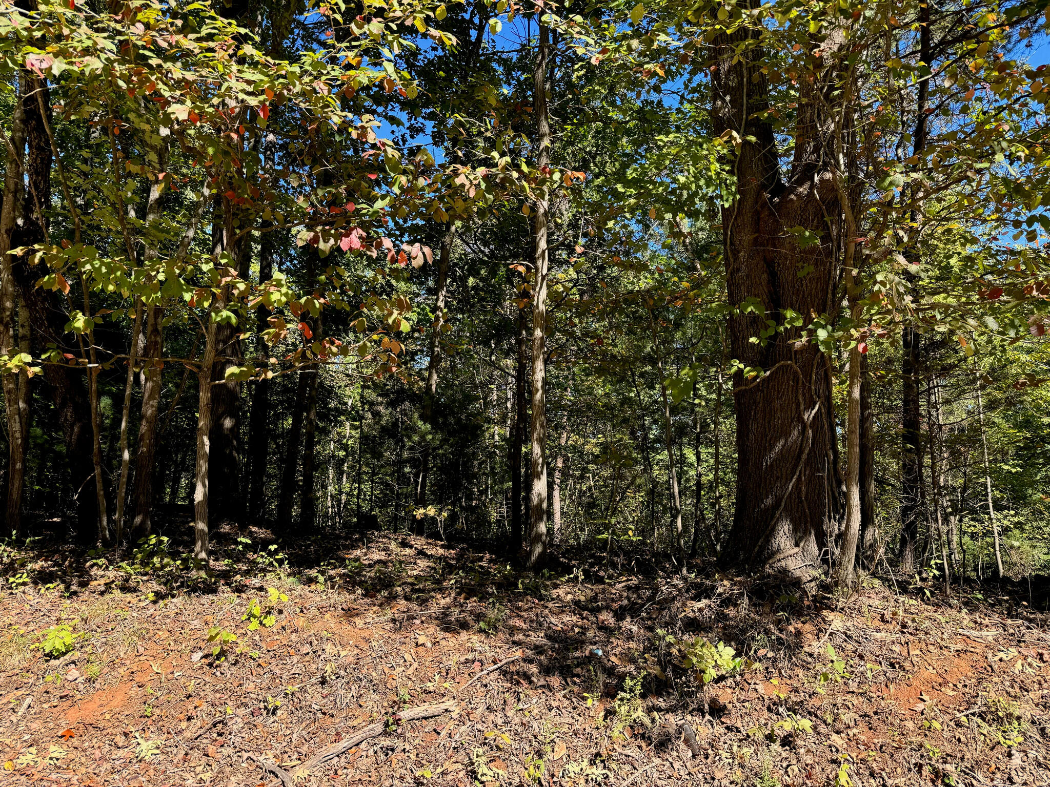 a view of outdoor space with trees