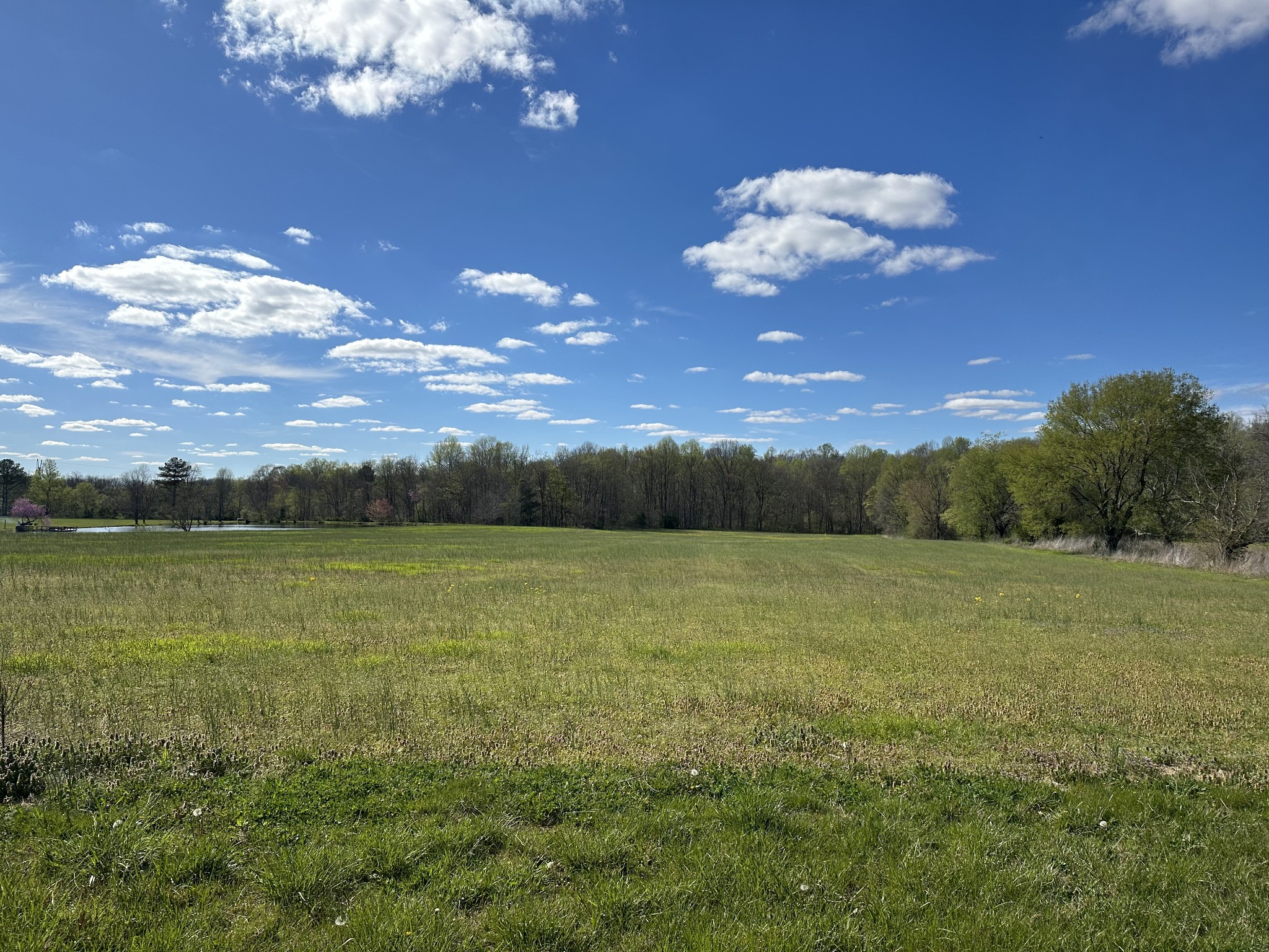 a view of a big yard with a large tree