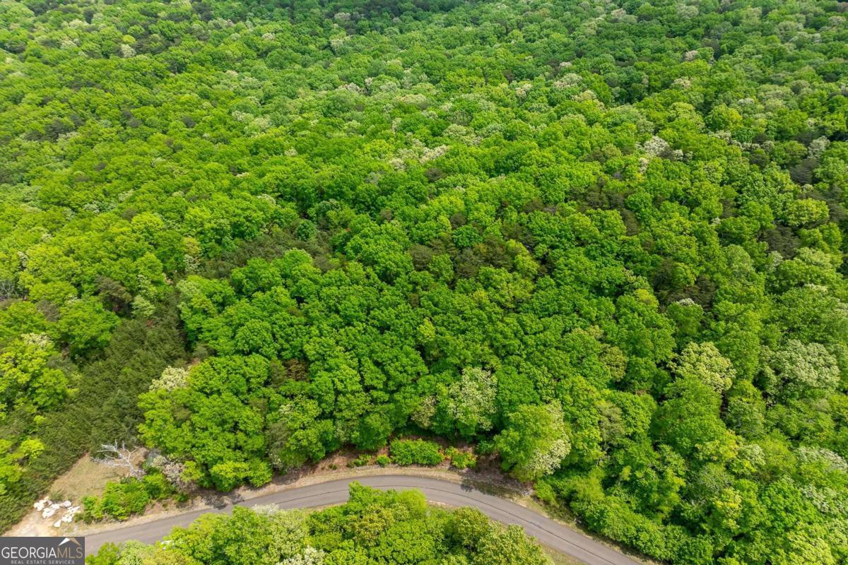 a view of a lush green forest