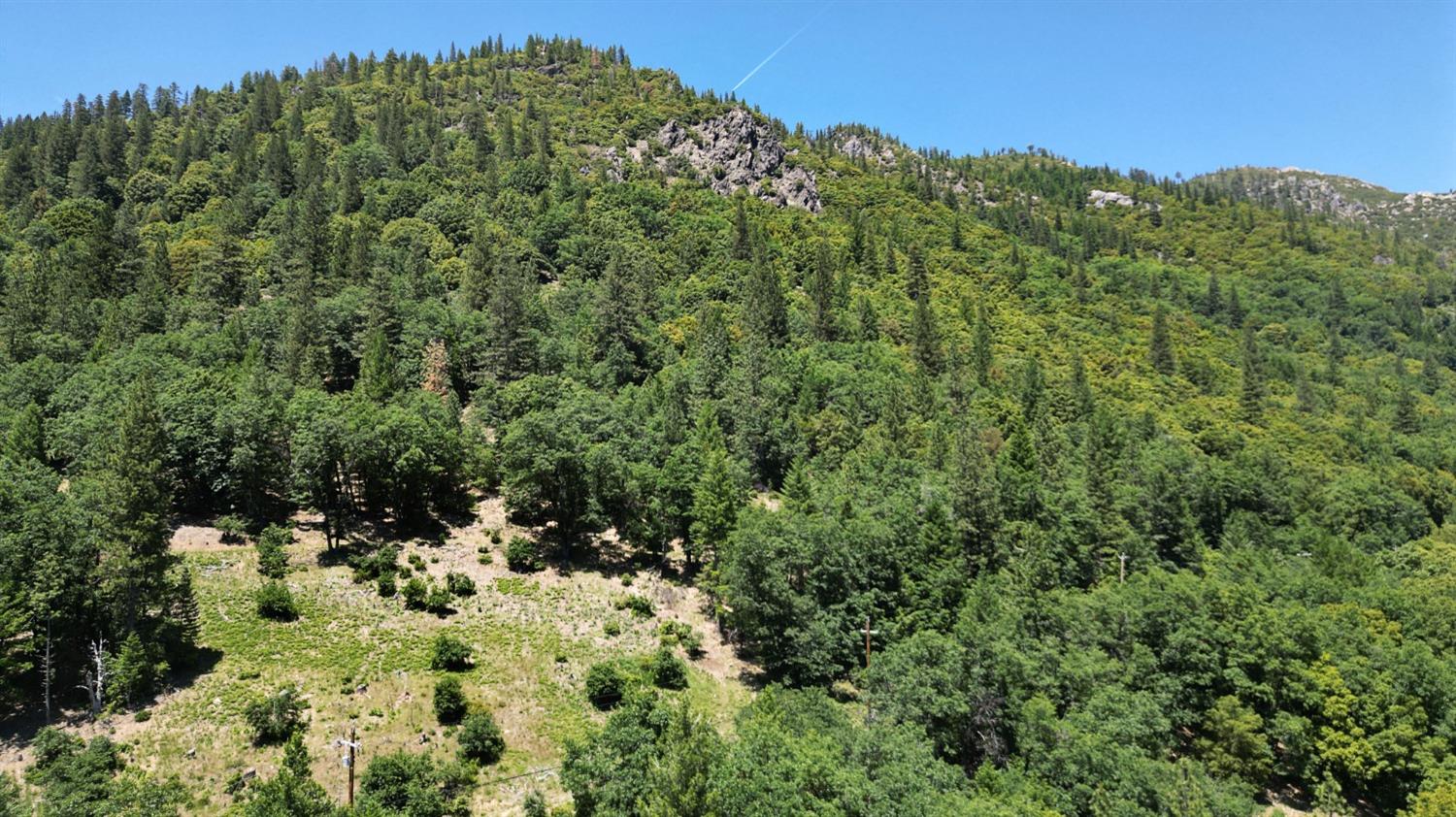 a view of a forest with a tree