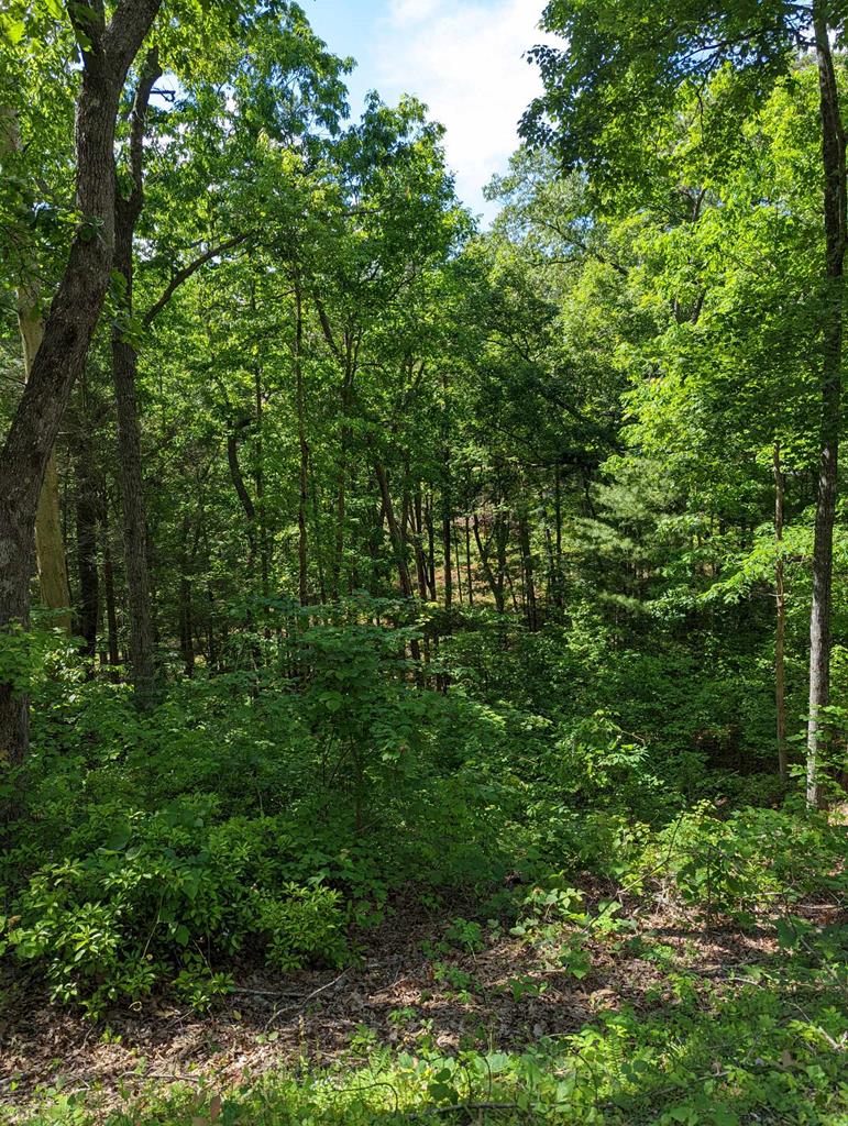 a view of a lush green forest