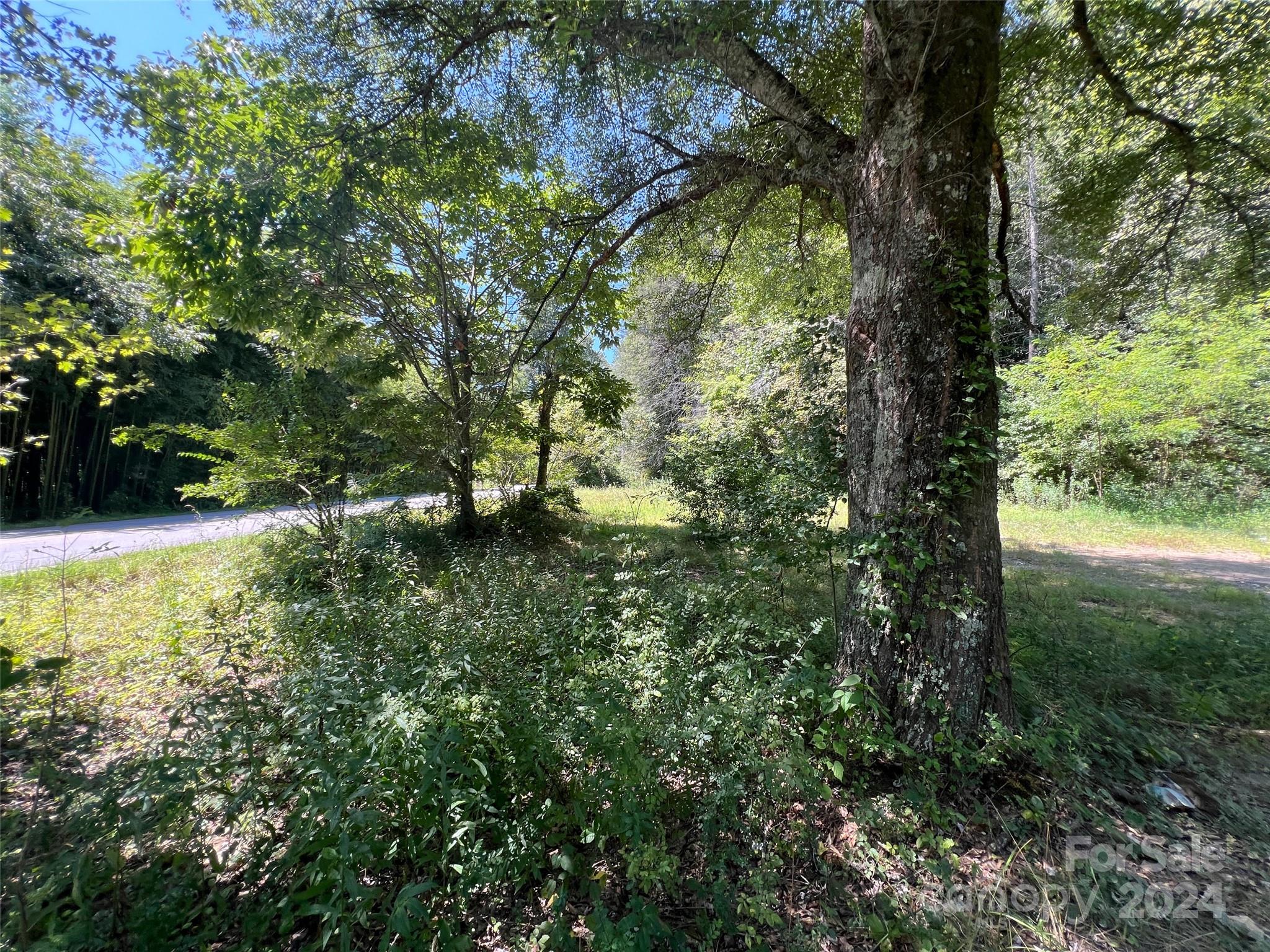 a view of a forest with trees