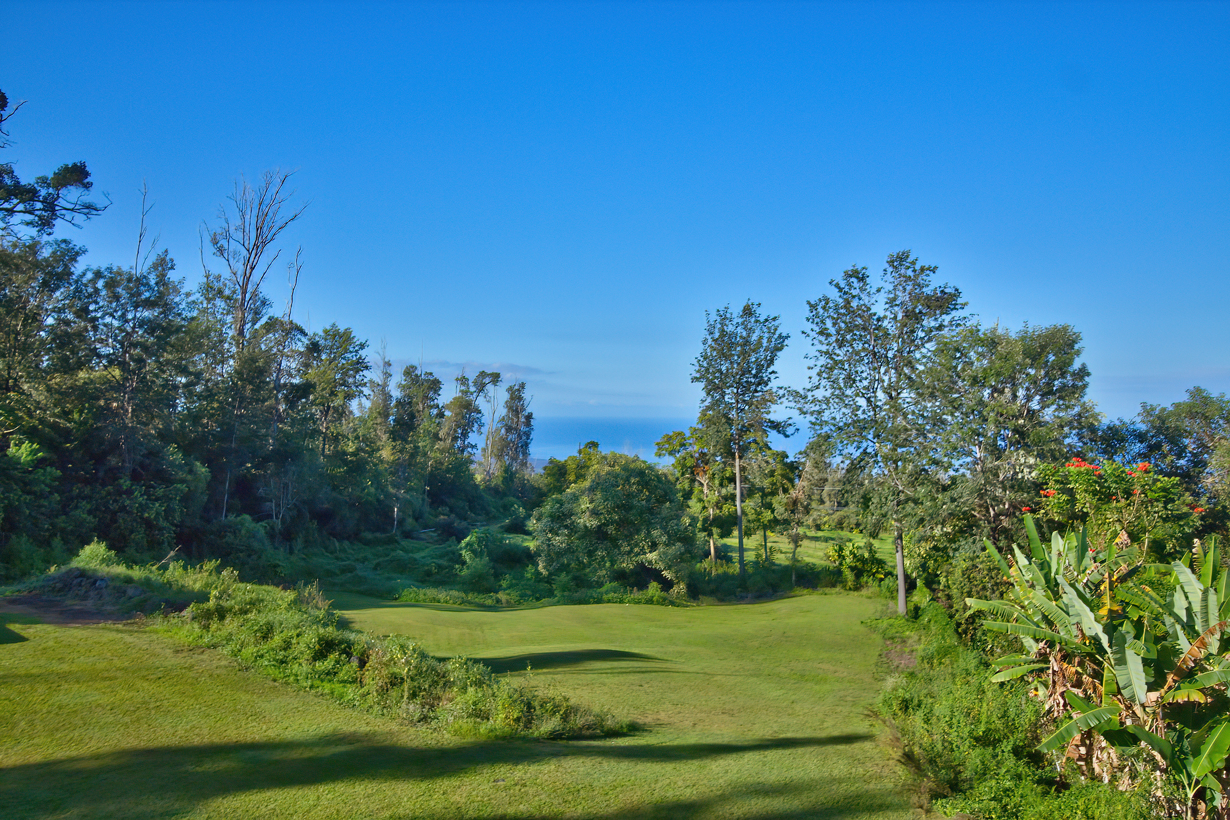 a view of a grassy field with trees