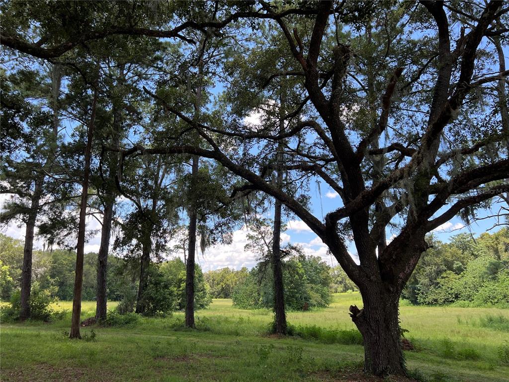 a view of a yard with a large tree