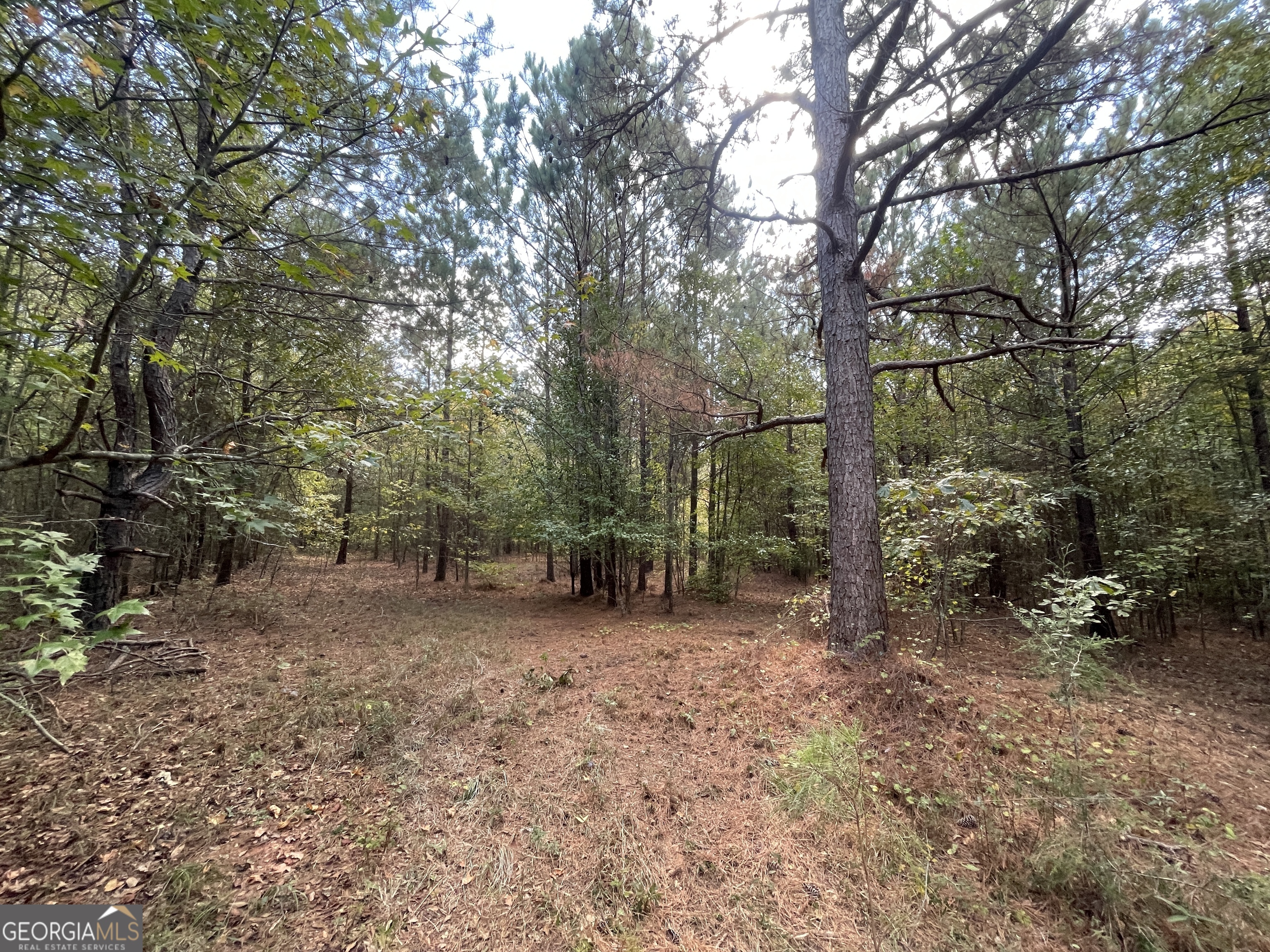 a view of a forest with trees in the background