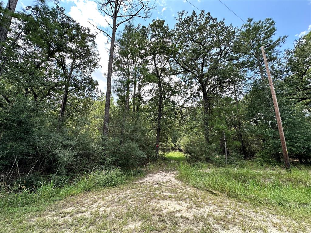 Entry into the wooded lot.