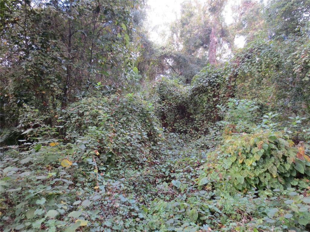 a view of a forest with lots of trees