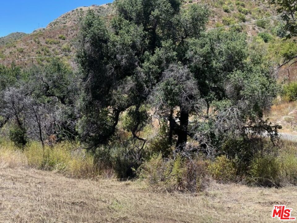 a view of a forest with trees in the background