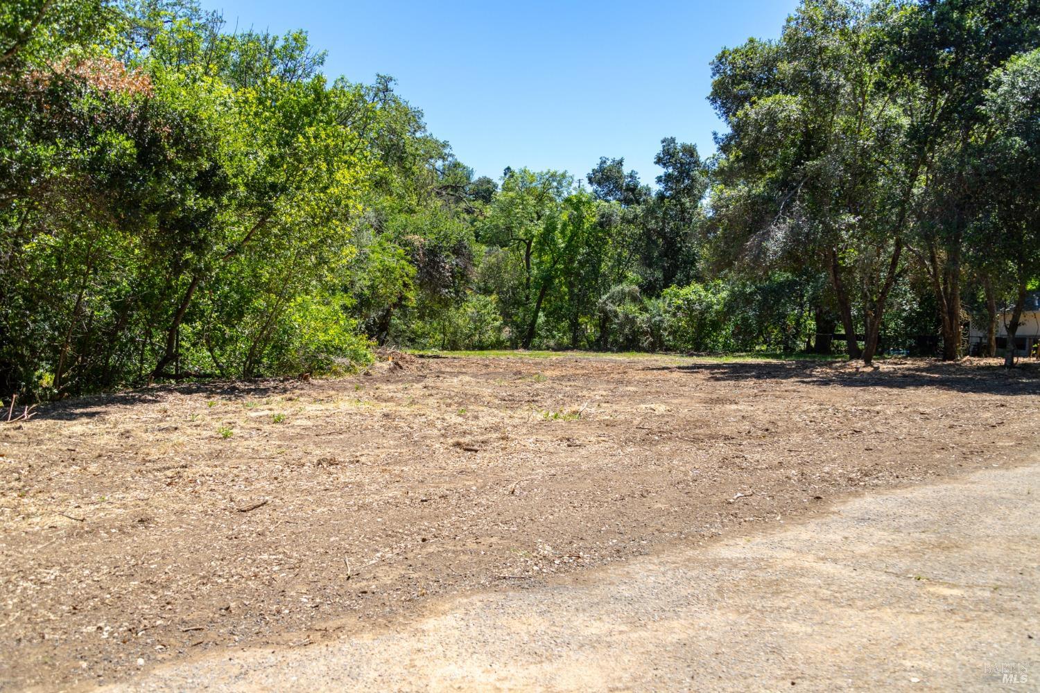 a view of plants and trees