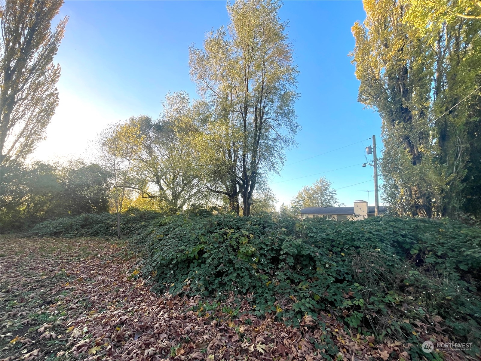 a view of a forest filled with trees