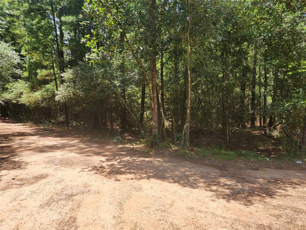 a view of a yard with large trees