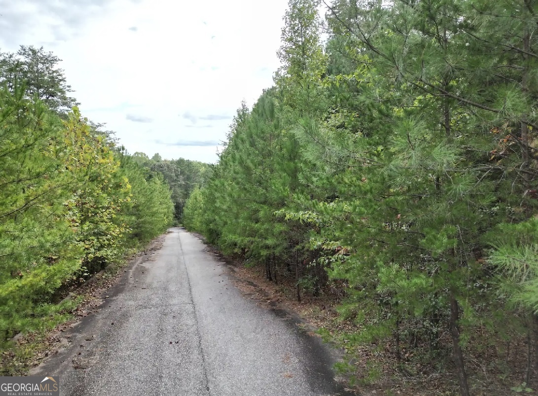 a view of a dirt pathway both side of green trees