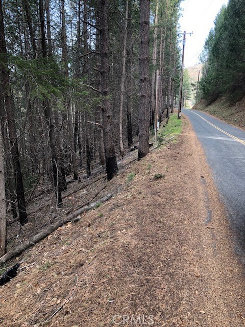 a view of a forest with trees