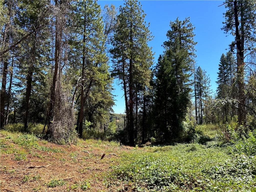 a view of a yard with trees