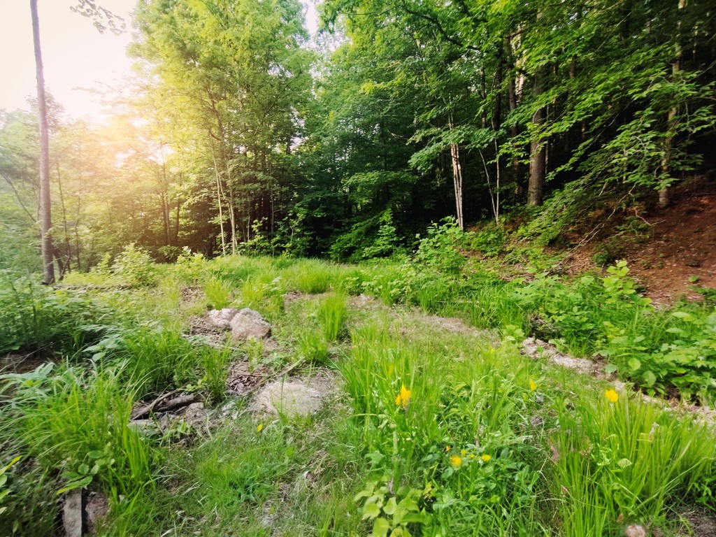 a view of a garden with plants and large trees