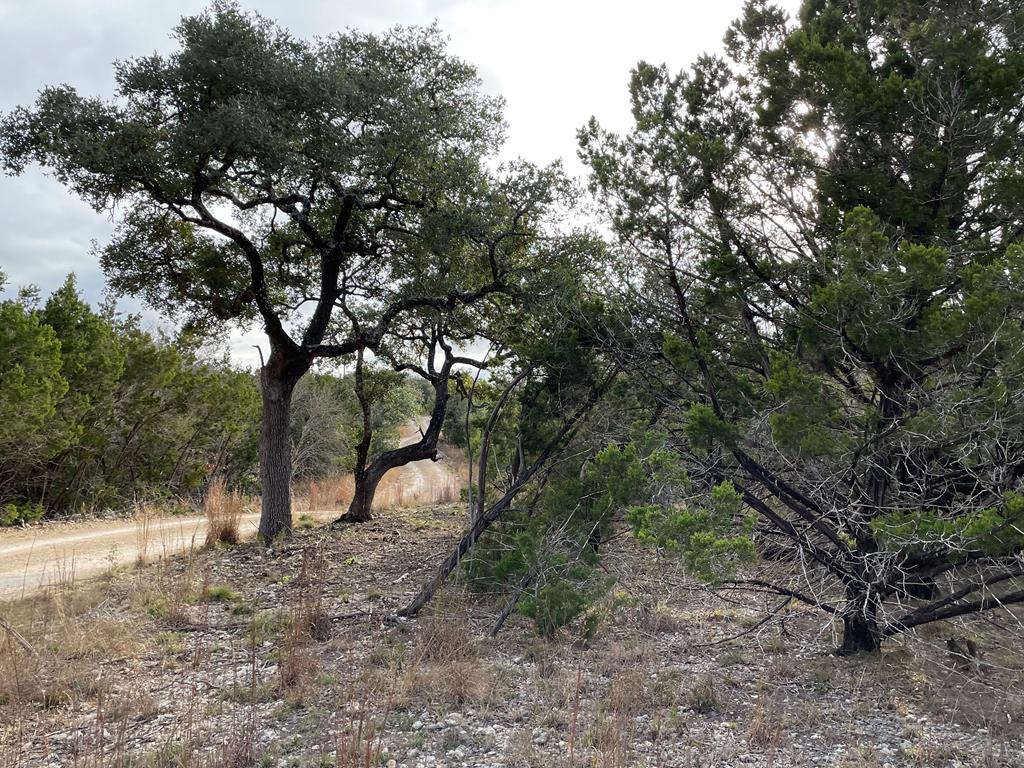 a view of a forest with trees in the background