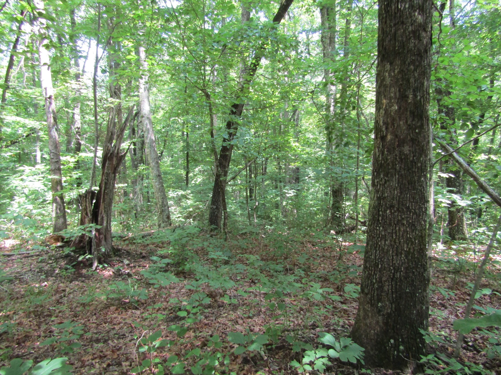 a view of a forest that has large trees