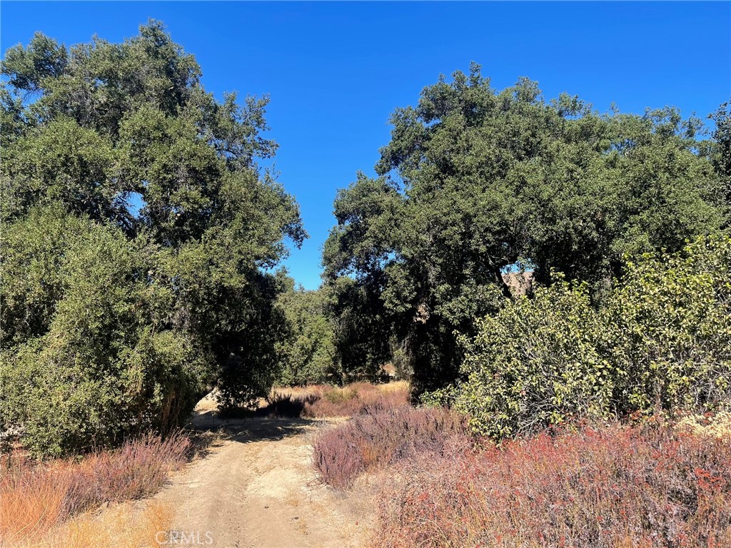 a view of a forest filled with trees