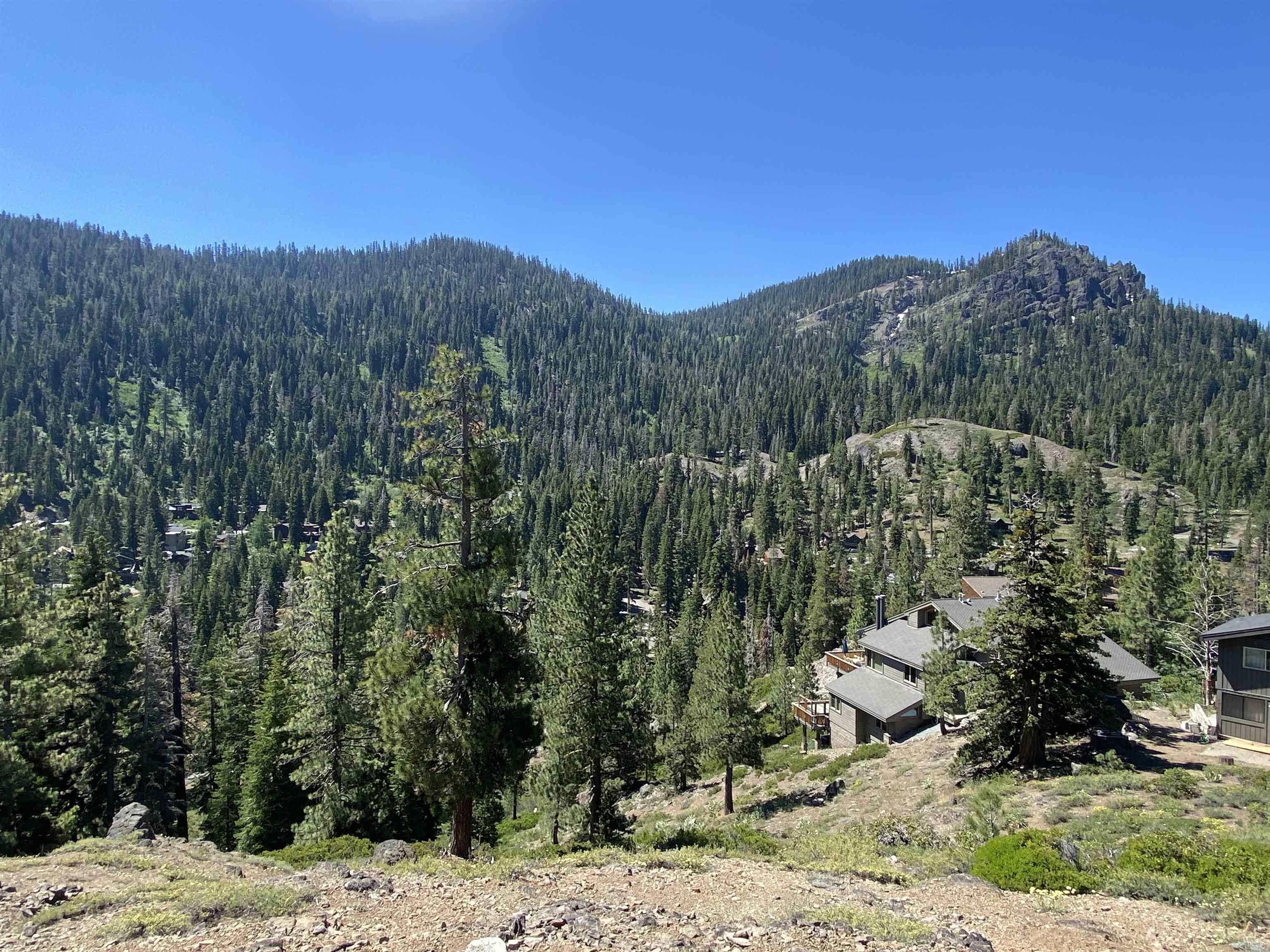 a view of a forest filled with trees