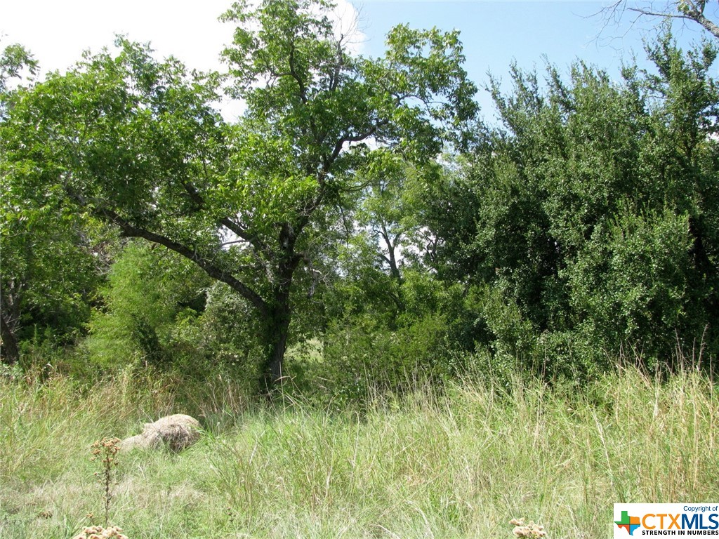 a view of a lush green forest