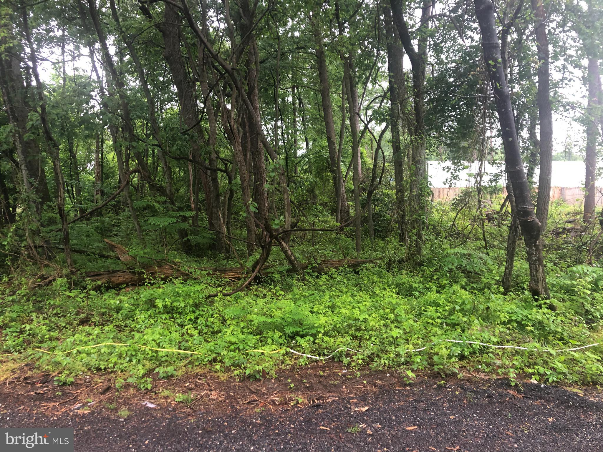 a view of a lush green forest