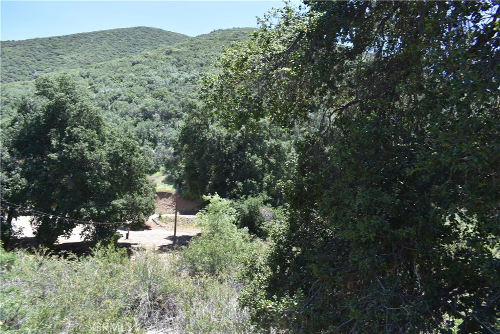 a view of a lush green forest