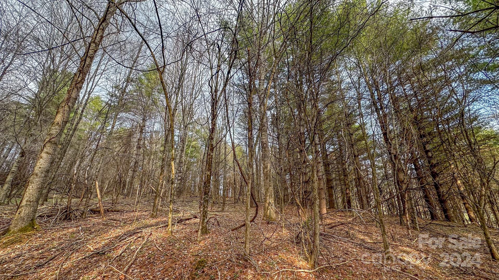 a view of a yard with trees