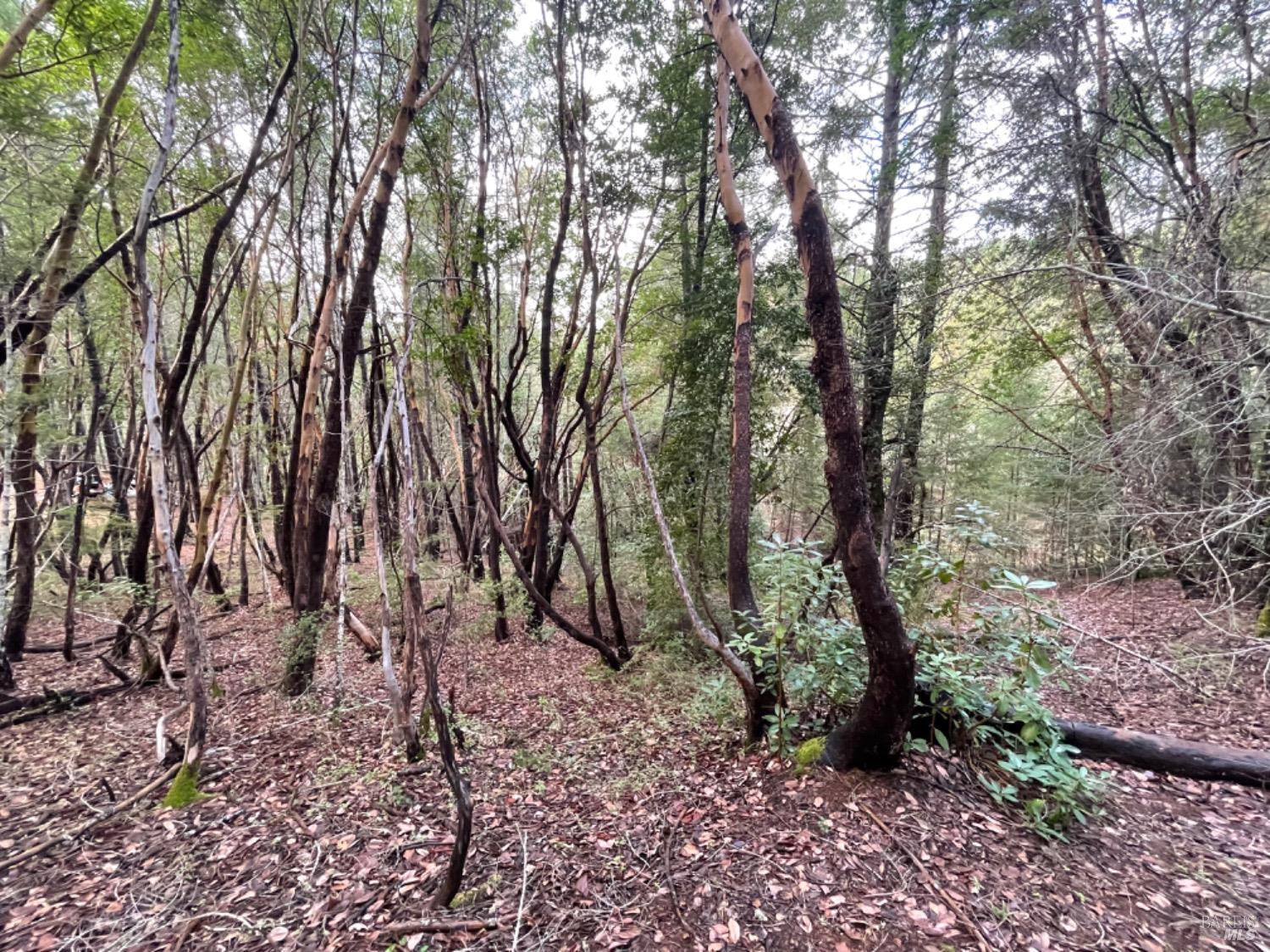 a view of a forest with trees in the background