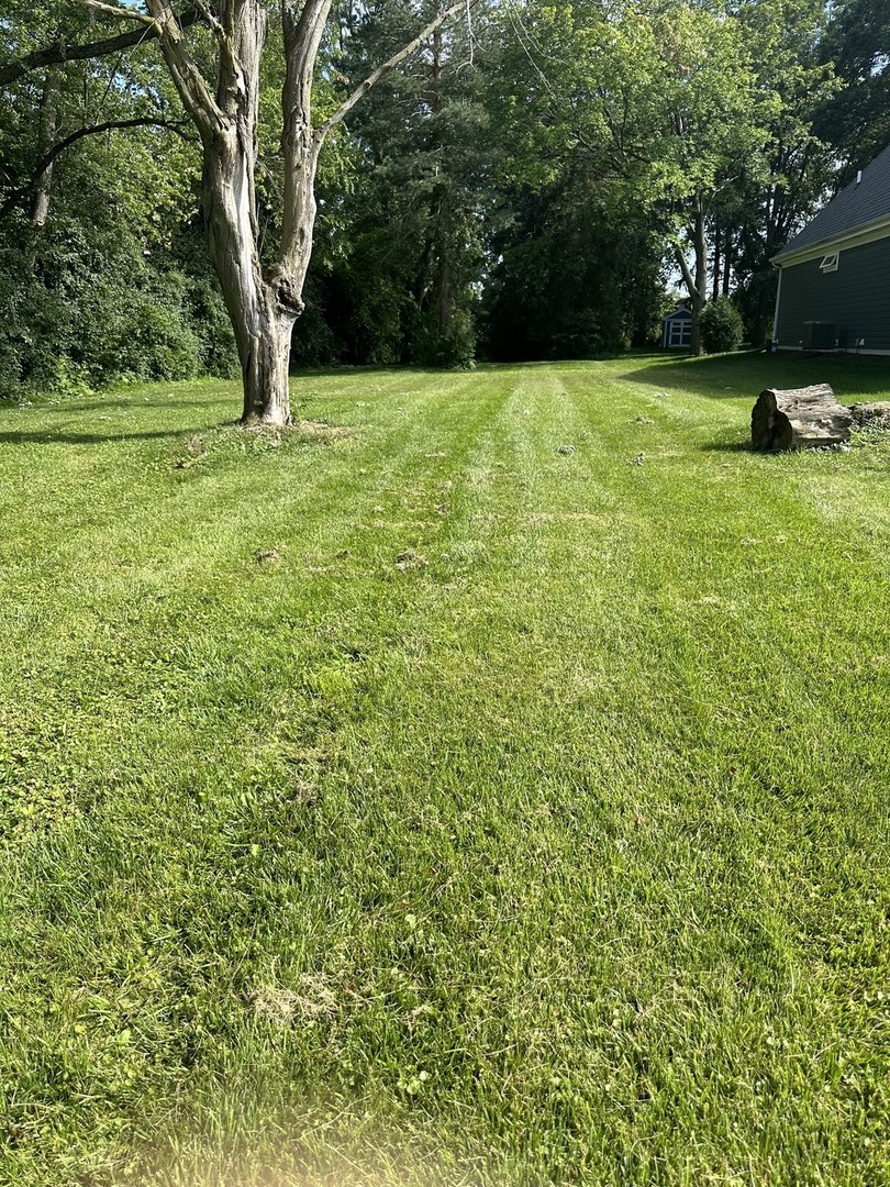 a view of a yard with a trees