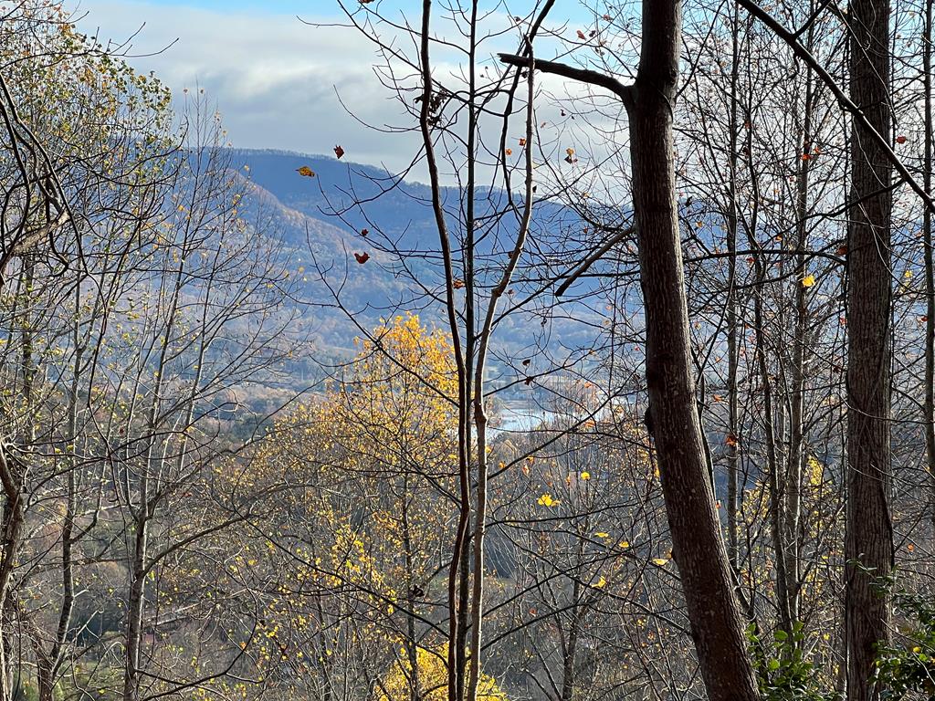 a view of tree in the forest