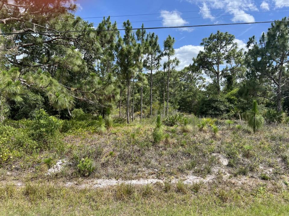 a view of a bunch of trees and bushes